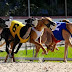 The Secrete On bet9ja Dog and Horse Race