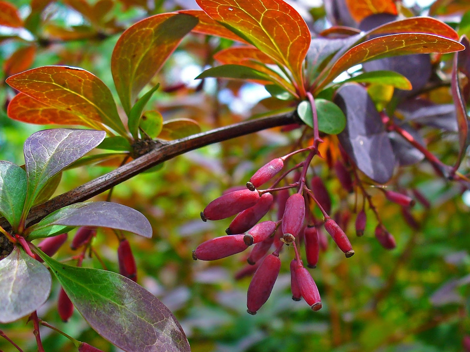  BERBERIS  VULGARIS  - பெர்பெரிஸ் வல்காரிஸ்