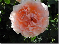 DSCN3871