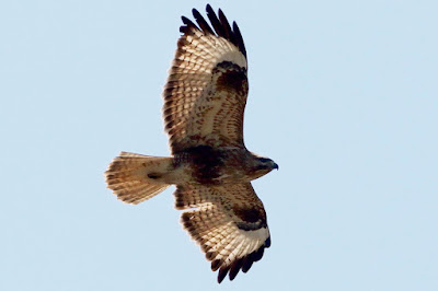 "Common Buzzard (Buteo buteo), a winter visitor, soaring in the blue sky. Large raptor with brown plumage, broad wings, and a distinctive, fan-shaped tail. Gliding gracefully overhead, the buzzard displays its impressive wingspan against the clear Spring sky."