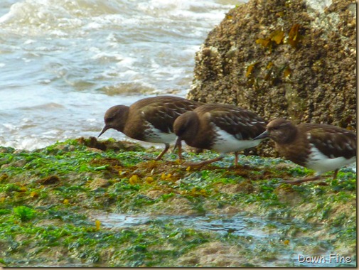 Black turnstone_002