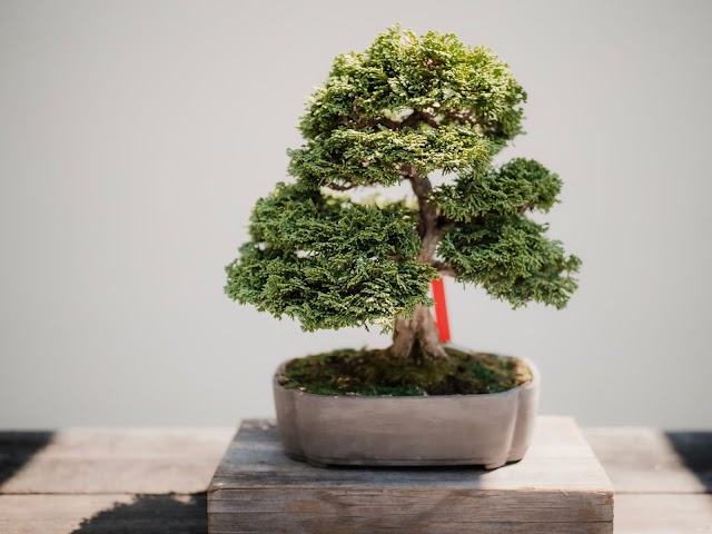 bonsai repotting and aftercare