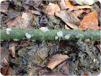 White Brain Fungus, Exidia thuretiana.