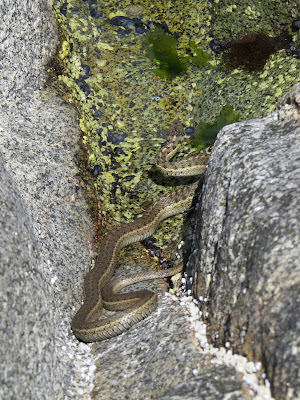 Western Terrestrial Garter Snake  Salish Sea Trail.