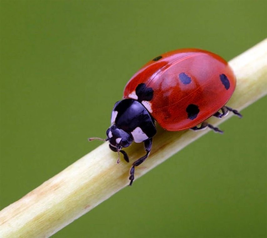 Ladybug Macro HD Wallpaper for Mobile Phone