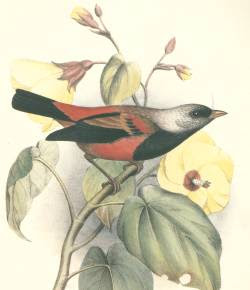 ula-ai-hawane Ciridops anna extincts birds of hawaii