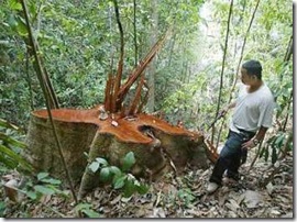 merbau