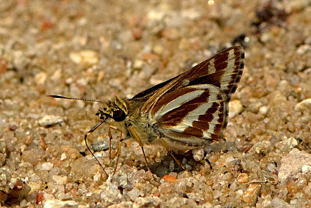 Sebastonyma suthepiana the Doi Suthep's Ace butterfly