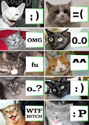 funny cat 10 (funnycat)