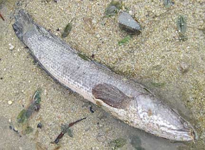  ... shores of singapore: A closer look at dead fish found on Pasir Ris