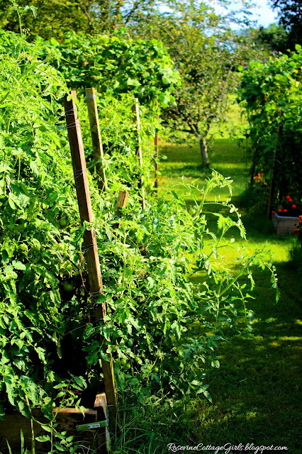 #Garden #GrowYourOwnFood #Chickens #RaisedBeds #OrganicGardening #Tomatoes #Veggies #Overalls #Farmlifestyle #Farm