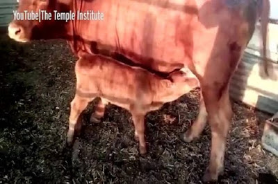 Sapi Merah Sempurna Telah Lahir, Akhir Zaman Semakin Dekat