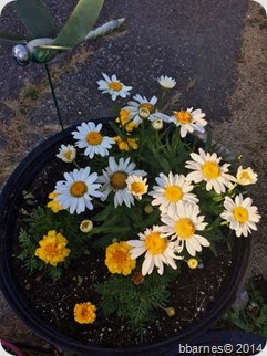 June 29 Shasta Daisies