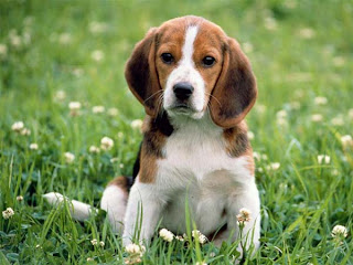 Innocent Beagle puppy looking in the garden nature hd(hq) wallpaper