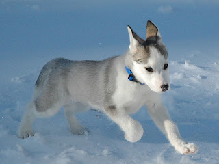 Siberian Husky