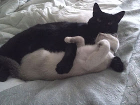 Funny cats - part 85 (40 pics + 10 gifs), white and black cats cuddle