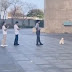 VÍDEO: En redes se hizo viral un Perrito que fue captado respetando la fila.