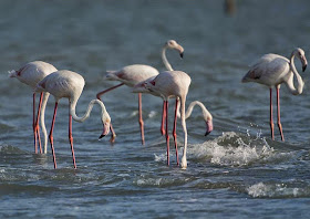 Flamingoes in the breeding season
