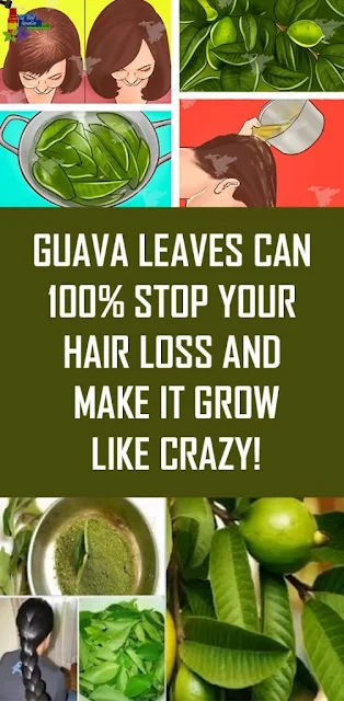 How To Use Guava Leaves To Double Your Hair Growth And Stop Hair Loss Instantly
