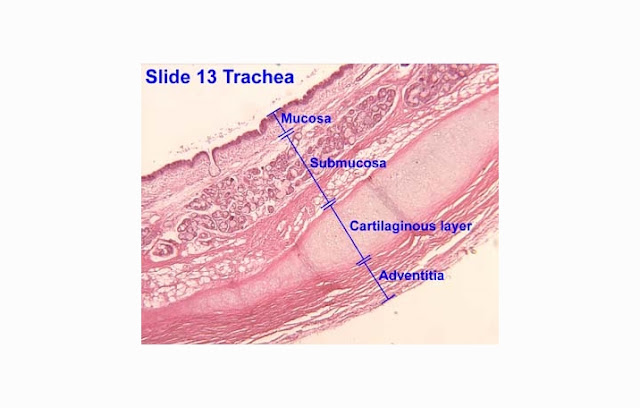 Layers of The Trachea