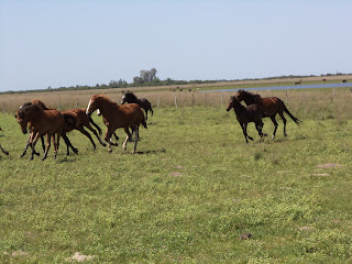 riitta reissaa, Argentiina, Corrientes, working ranch, karjanajo