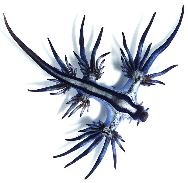 blue sea slug pet. The lue ocean slug (known by