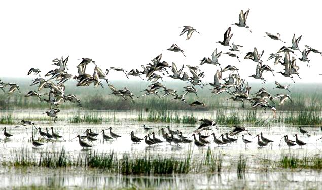  Bhitarkanika witnesses rise in number of monsoon avian guests