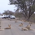 LARGEST LION PRIDE EVER BLOCKING ROAD IN KRUGER PARK.| WATCH V1DE0ENT, WATCH