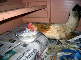 chicken eating yogurt, La Ceiba, Honduras