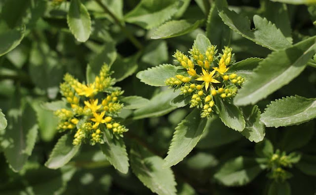 Sedum Aizoon Flowers Pictures