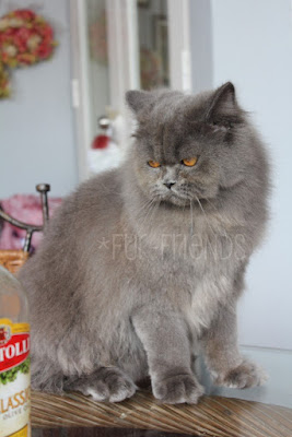 Cats and Kittens: Mixed Persian Grey Cat, Berry