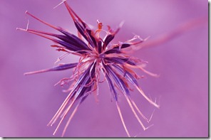 puple2