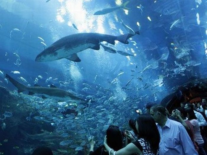 Giant Aquarium in Dubai Mall In Random Fun Pics