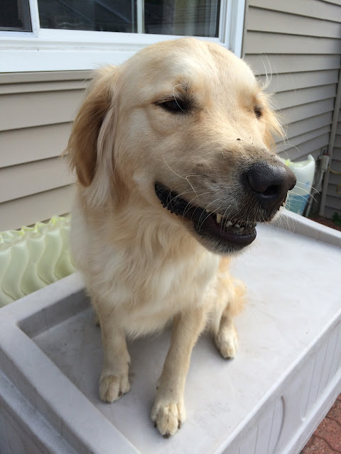 Golden Retrieve muddy from digging hole monday mischief 