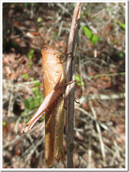 Unknown Grasshopper Insect Bug (3)