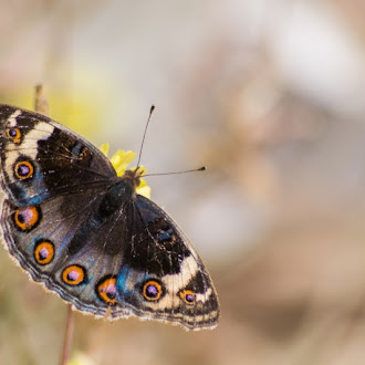 Blue Pansy (Junonia orithya)