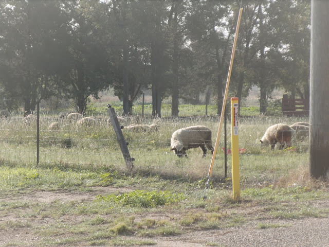 grazing sheep behind a fence