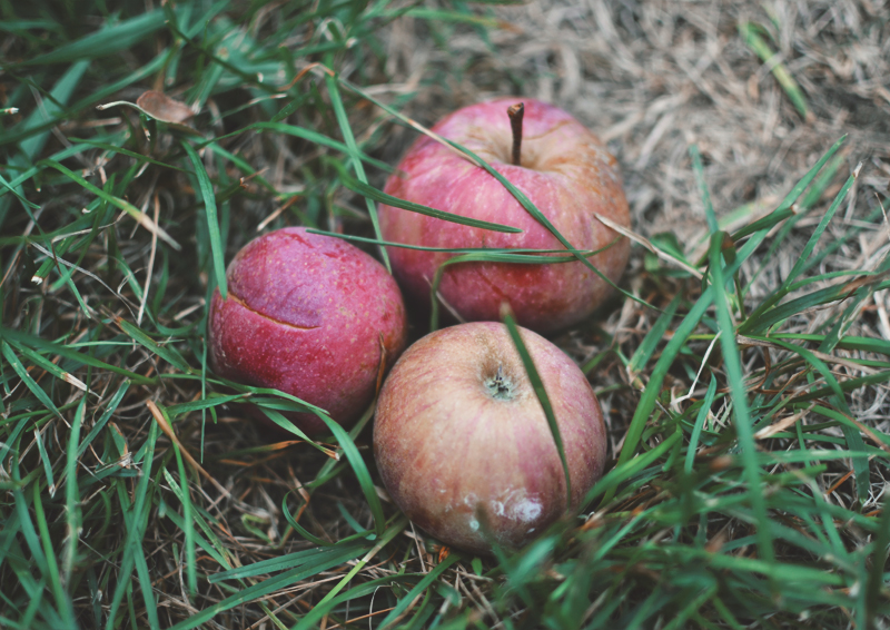 The Flying Clubhouse: First Day of Autumn | Red Delicious