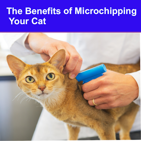 The Benefits of Microchipping Your Cat
