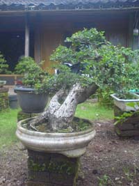 TUKANG TAMAN JUAL ANEKA TANAMAN BONSAI  POT  DAN JUAL 