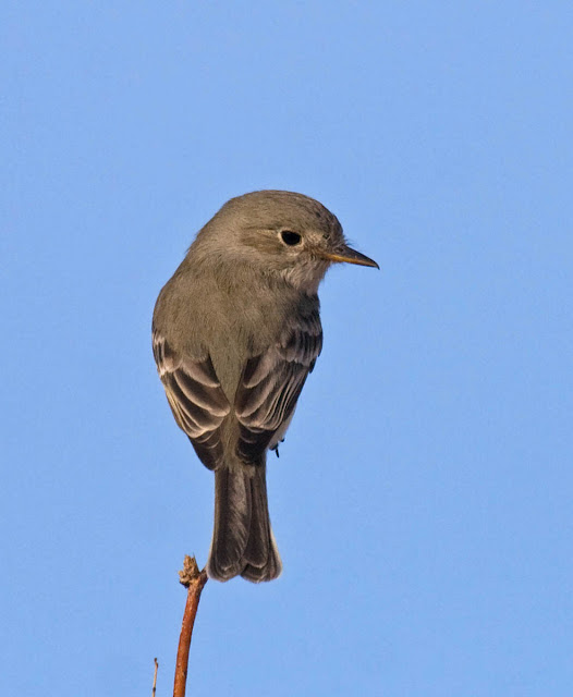 Gray Flycatcher