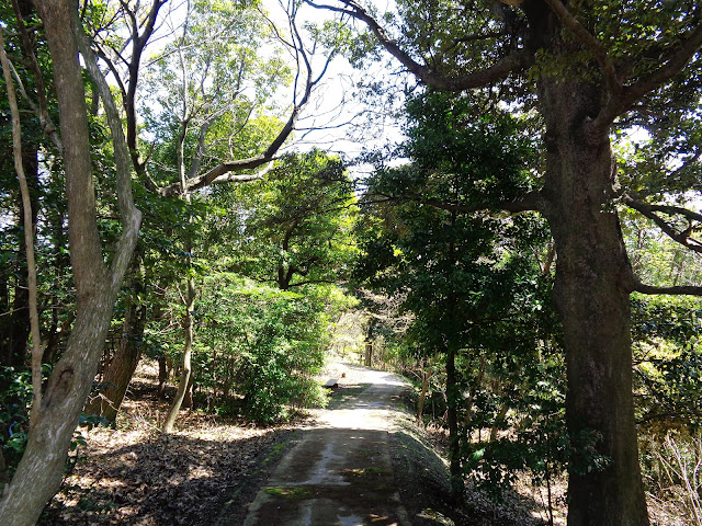 弥生の森の遊歩道