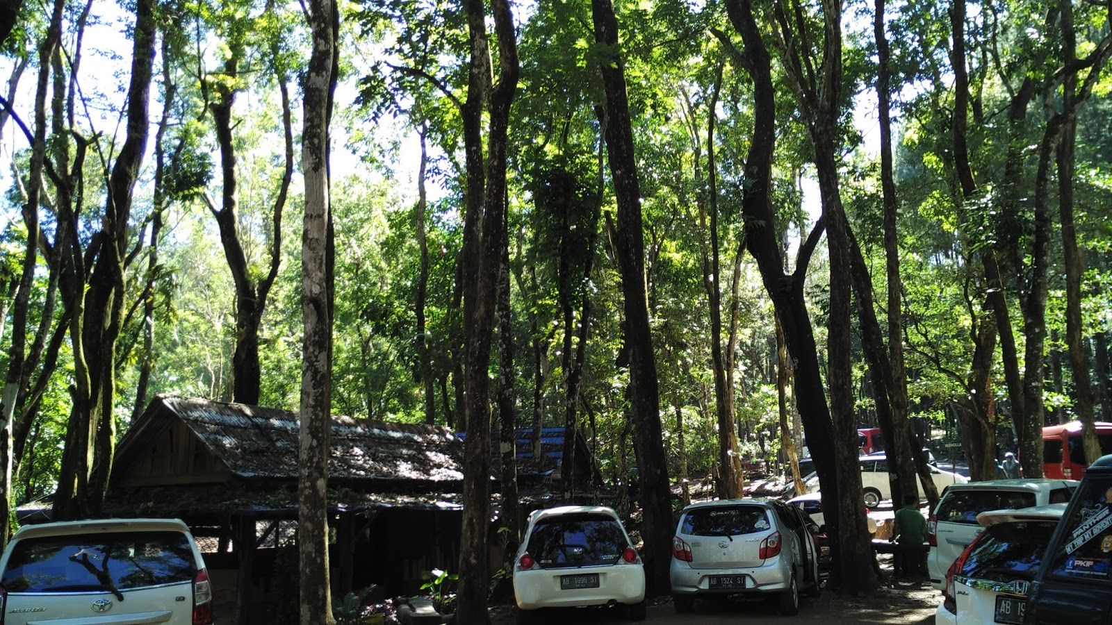  Hutan  Pinus  Dlingo Mangunan Imogiri Yogyakarta