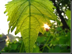 Gorgeous Sunrise!! 061