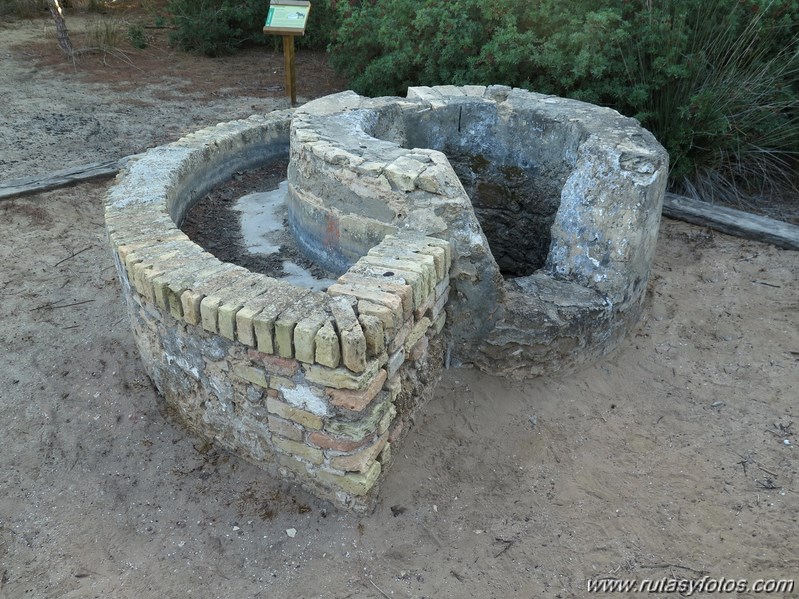 Marisma de los Toruños y Pinar de la Algaida