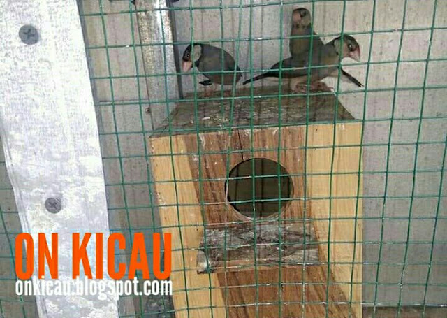 gambar anakan burung gelatik jawa/gelatik belong