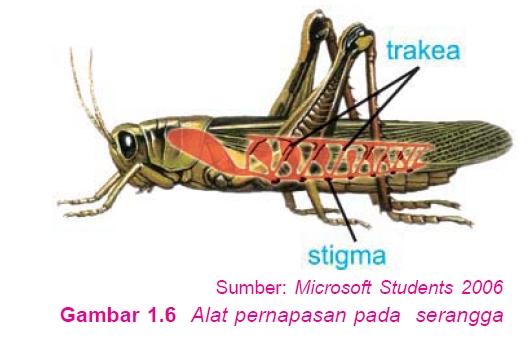 belajar yuk Alat  Pernapasan Manusia dan  Hewan 