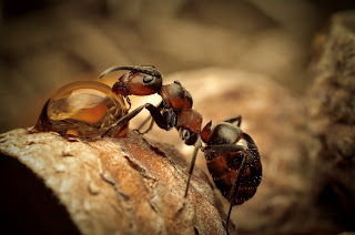 Ants Wallpapers