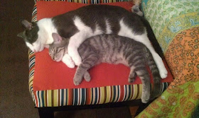 funny cats pictures, cat hugging