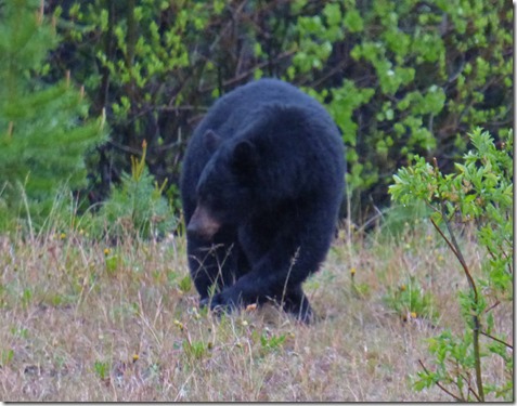 Black Bear, Alaska Highway